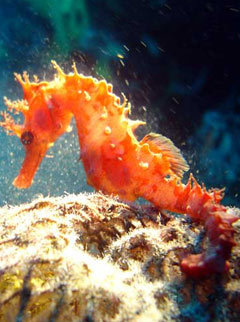 Marie Claire news: The sea horse is one of the endangered marine species