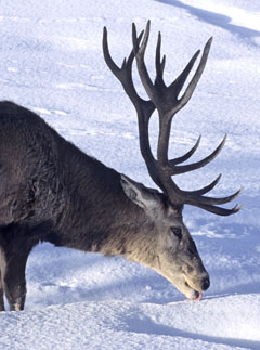 Marie Claire news: Venison is better for you than Turkey