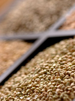 Buckwheat