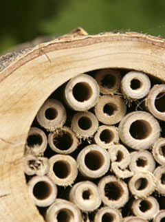 Pollinating bee log