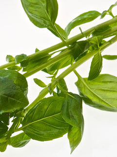 Basil is the latest anti-ageing superfood