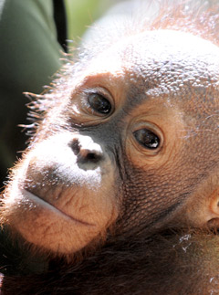 Marie Claire Ethical Living: Orangutans