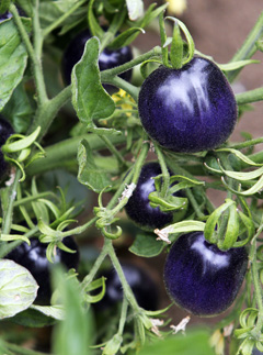 Marie Claire News: Purple Tomatoes