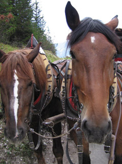 Horse drawn carriage, Marie Claire News