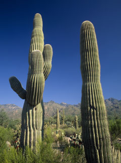 Cactus, news, Marie Claire