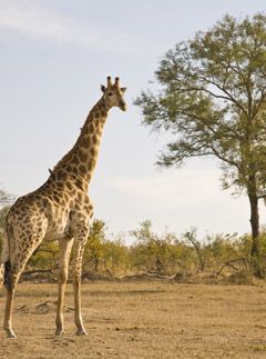Safari, ethical living, Marie Claire