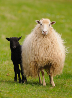 Sheep, eco news, marie claire