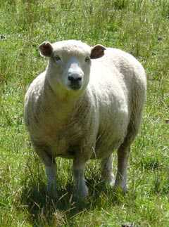 Sheep - World News - Marie Claire