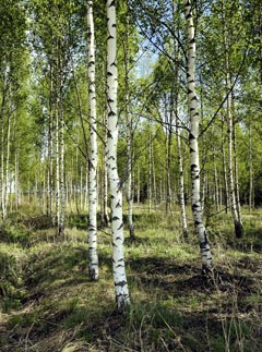 Trees - News - Marie Claire