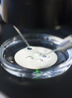 IVF (LP)