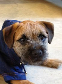Lara Stone's puppy models Mulberry 