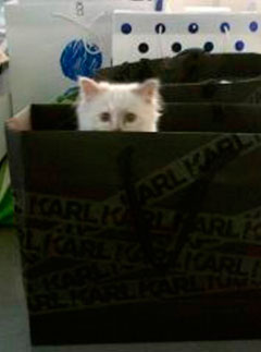 Choupette Lagerfeld