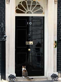 Larry vs Freya - the Number 10 Downing Street cat wars