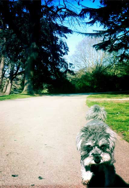 Meet team Marie Claire UK's pets 