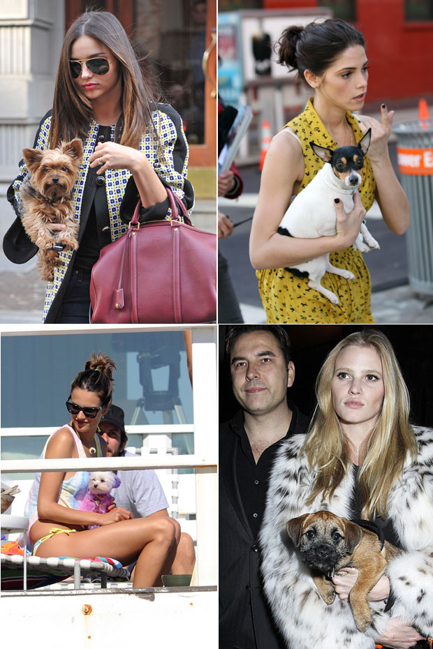 The cutest celebrity pets 2012