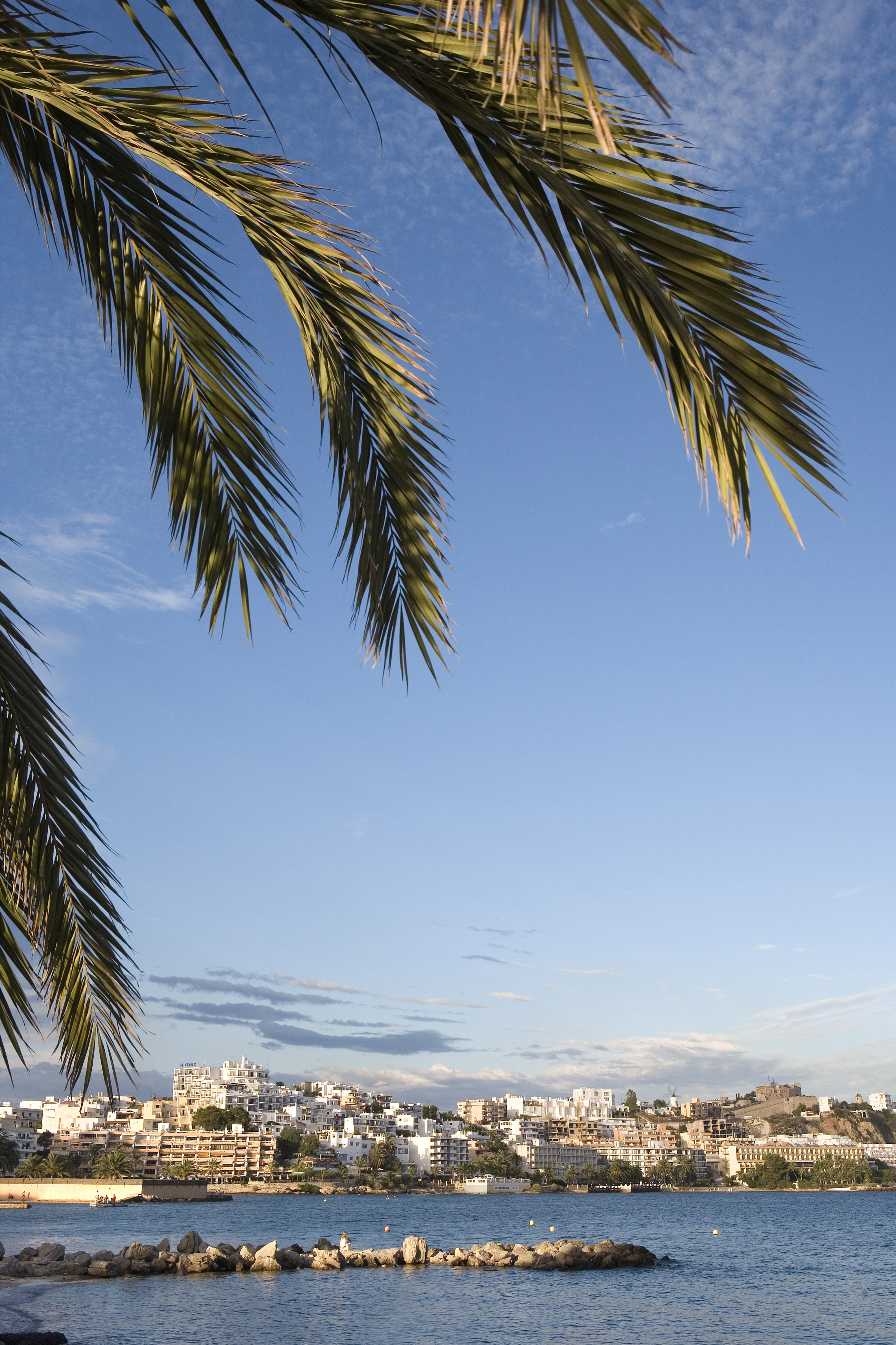 Ibiza palm tree