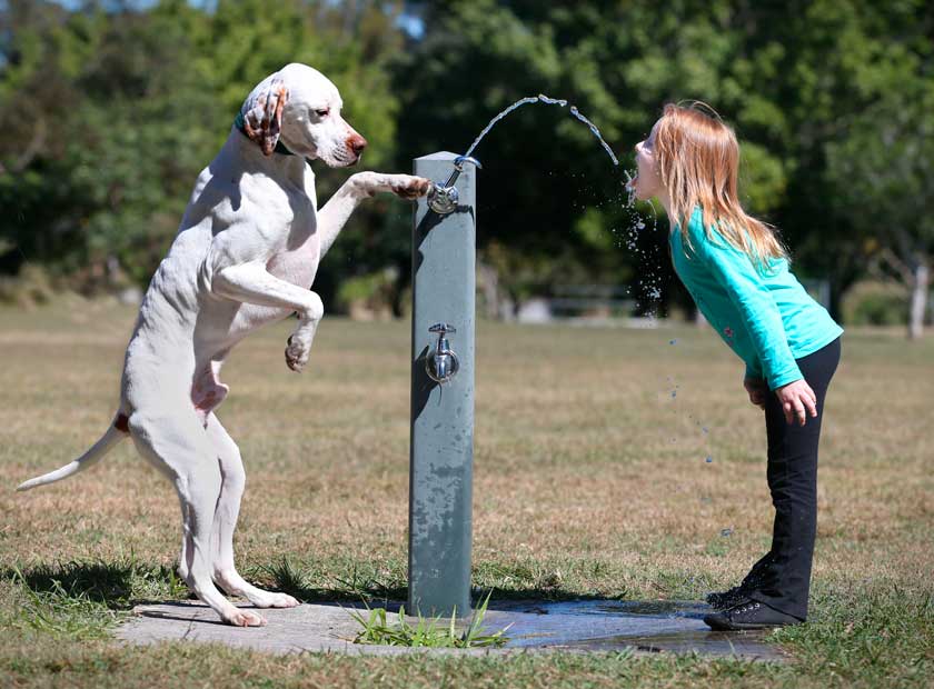 Jack the English pointer 'paws' young Lauren Rowe a drink on the first day of spring