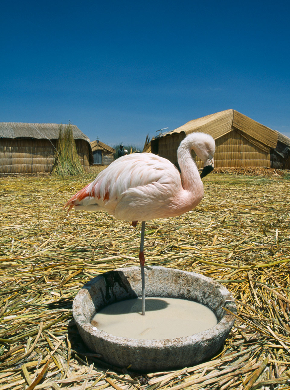 Flamingo LP