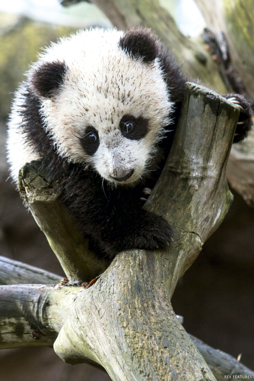 Panda cub Xiao Liwu