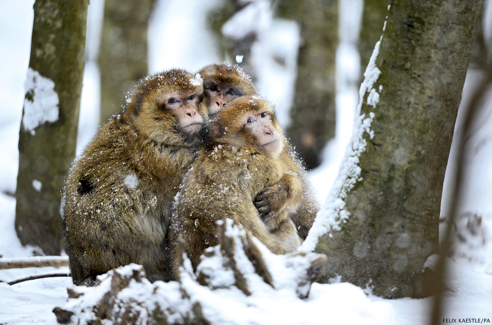 Barbary macaques