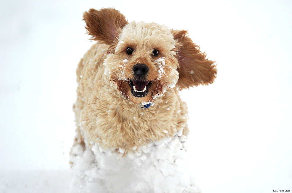 Snow in Norfolk