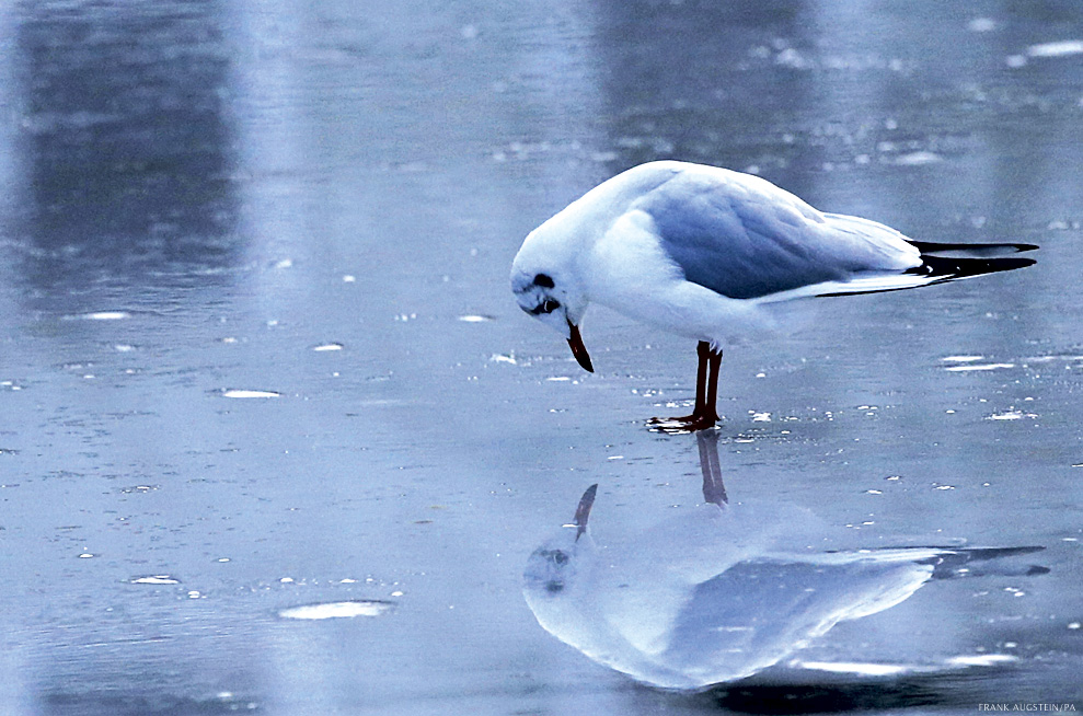 Seagull