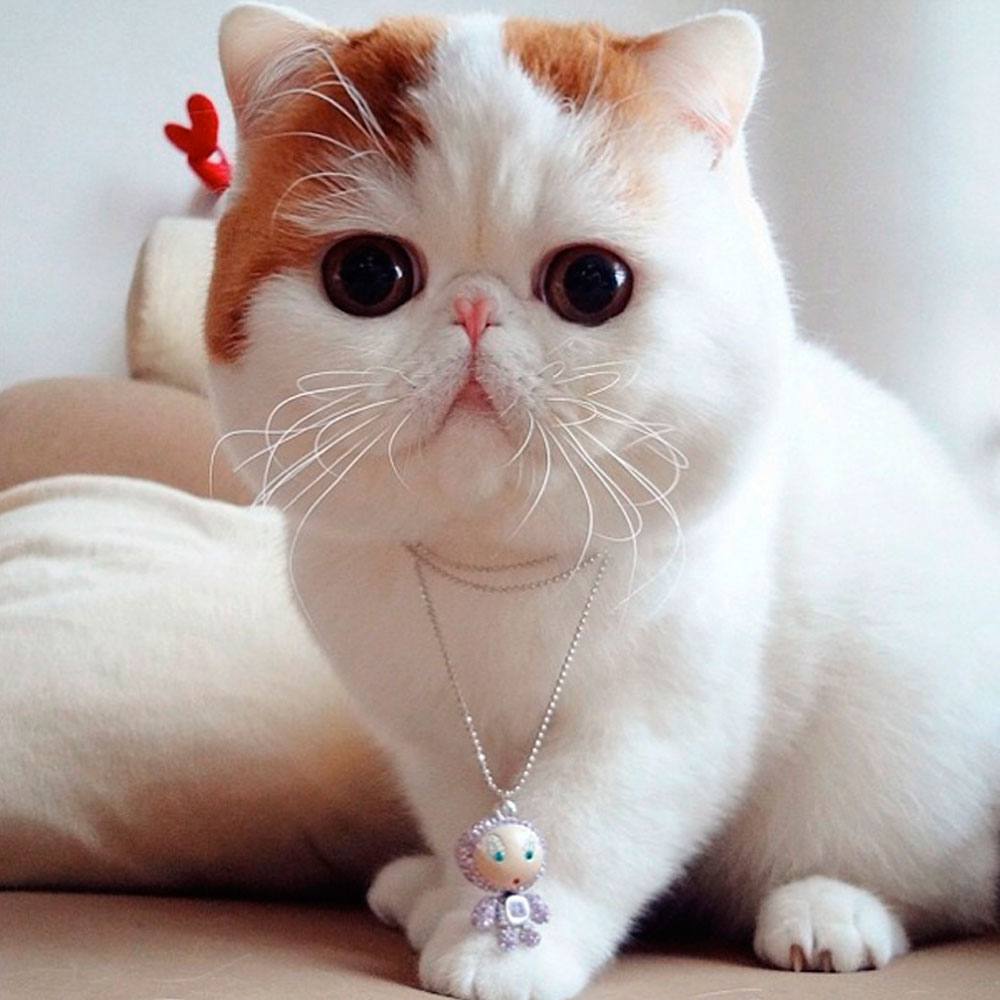 Cats on Instagram