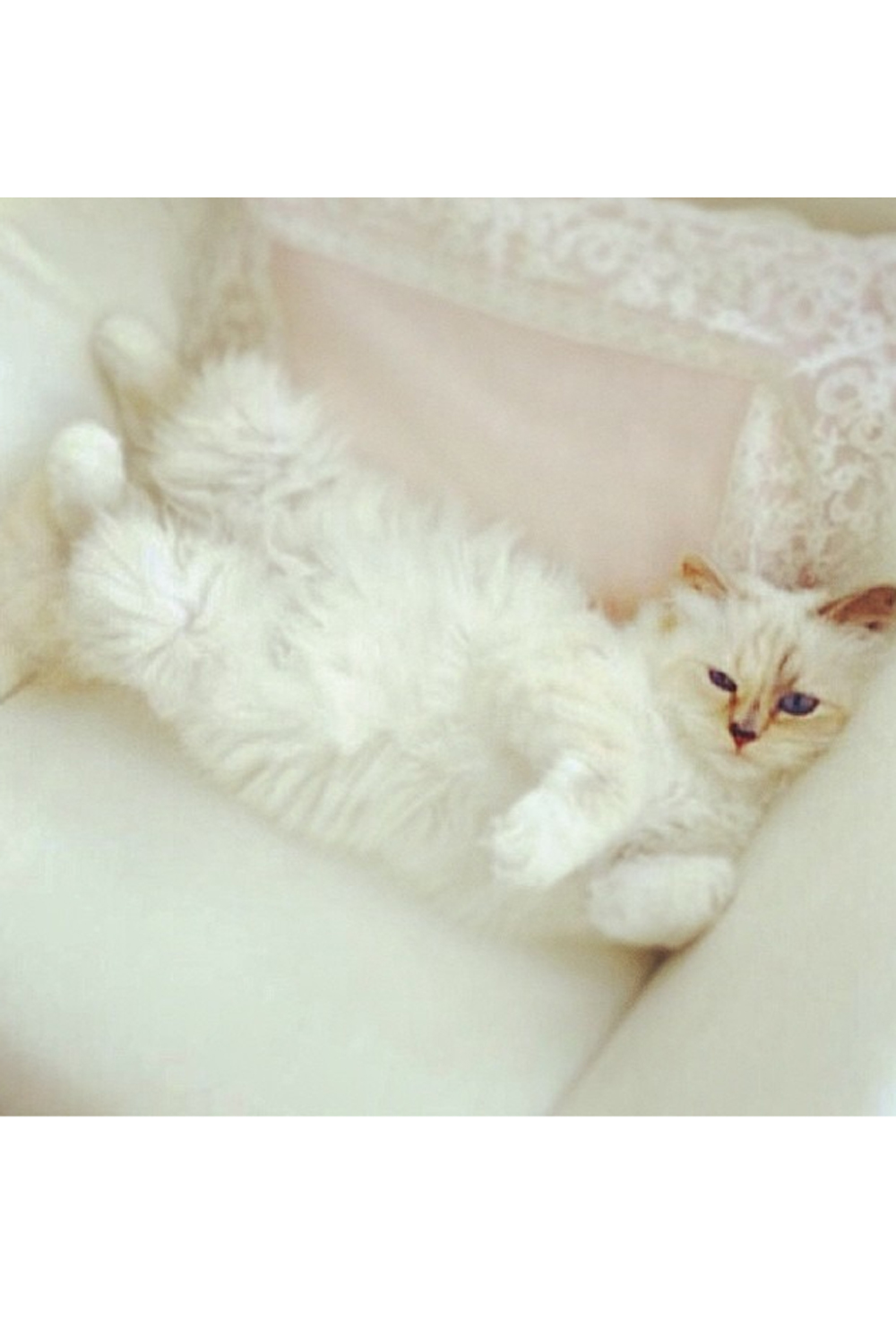 Karl Lagerfeld Choupette Karl Lagerfeld Choupette