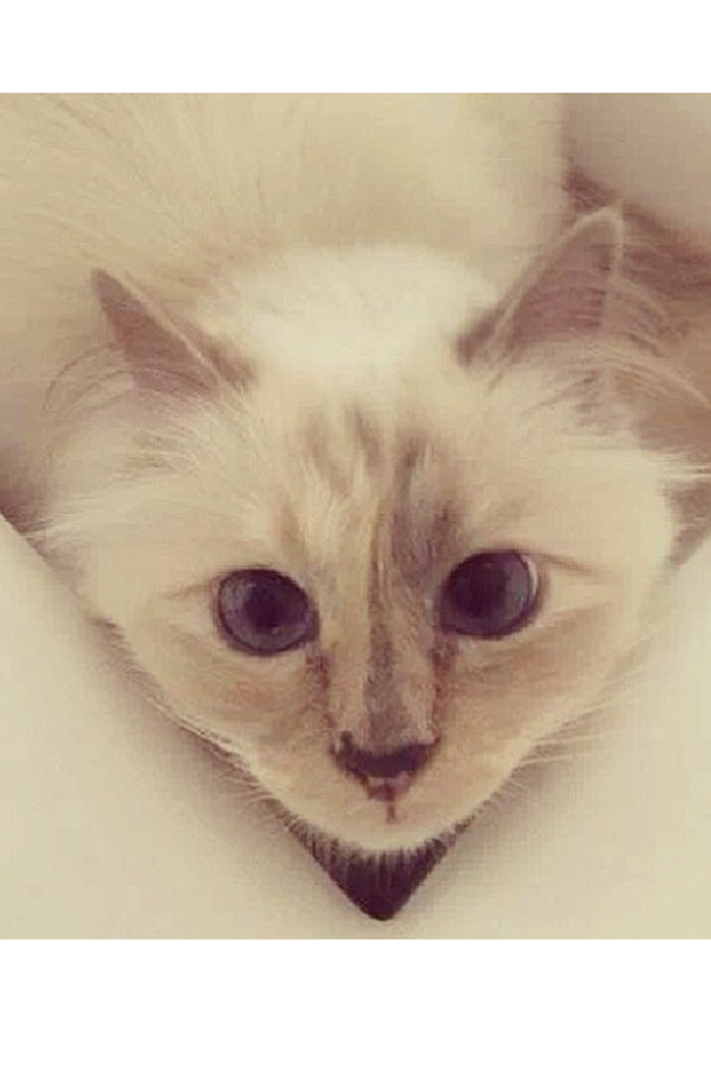 Karl Lagerfeld Choupette Karl Lagerfeld Choupette