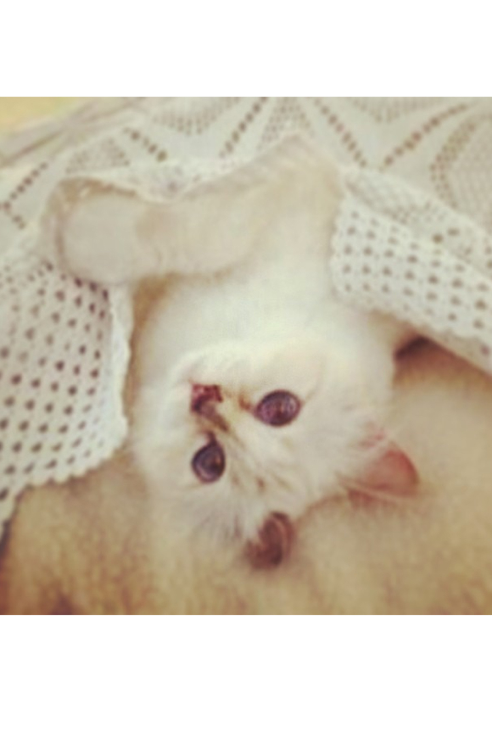 Karl Lagerfeld Choupette Karl Lagerfeld Choupette