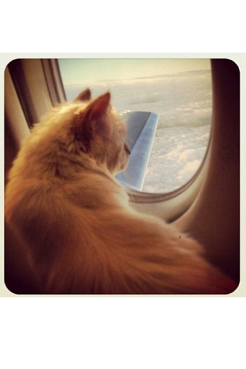 Karl Lagerfeld Choupette Karl Lagerfeld Choupette