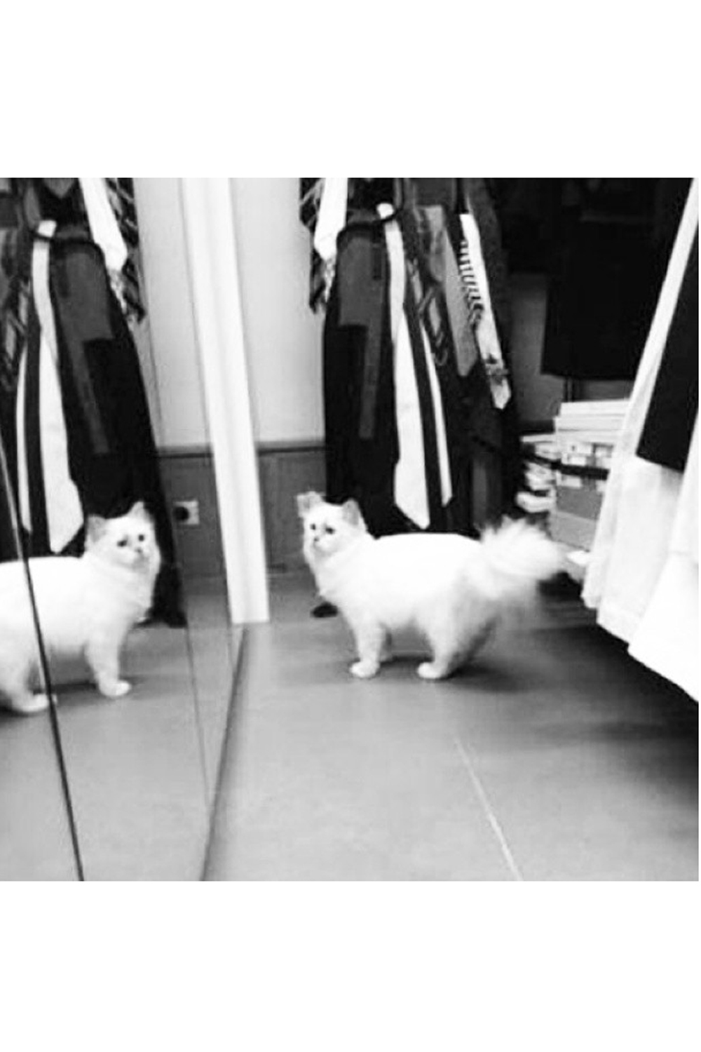 Karl Lagerfeld Choupette Karl Lagerfeld Choupette