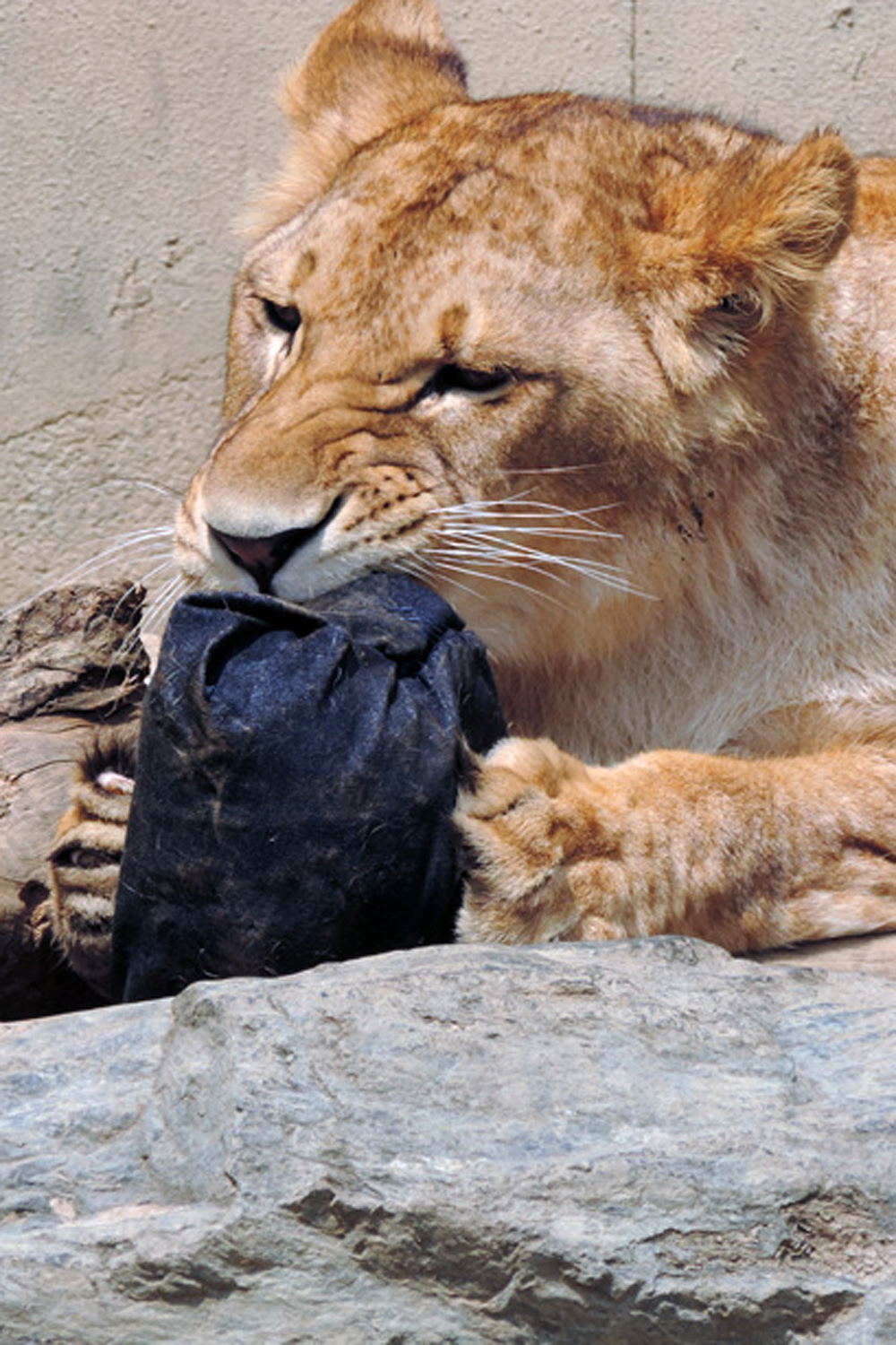Salsa Jeans / Zoo Jeans Salsa Jeans / Zoo Jeans