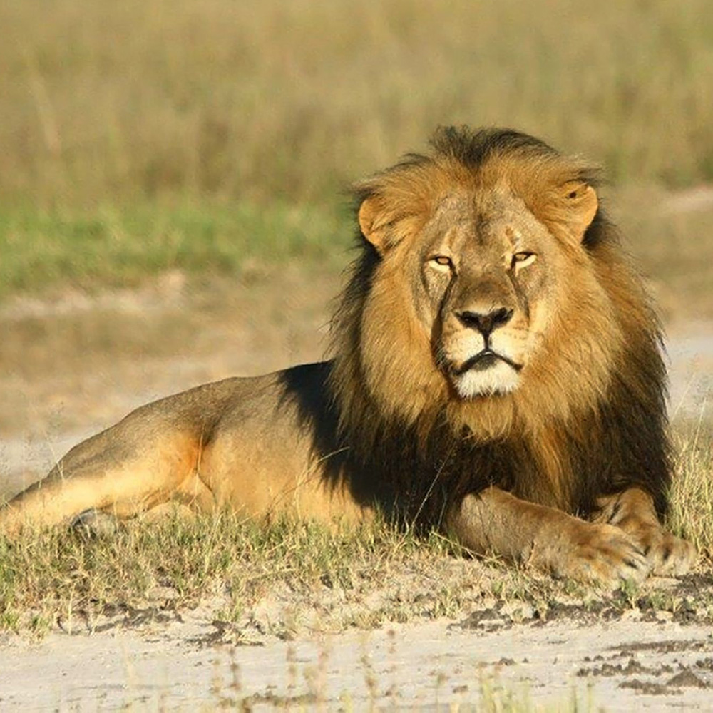 Cecil the lion thumbnail