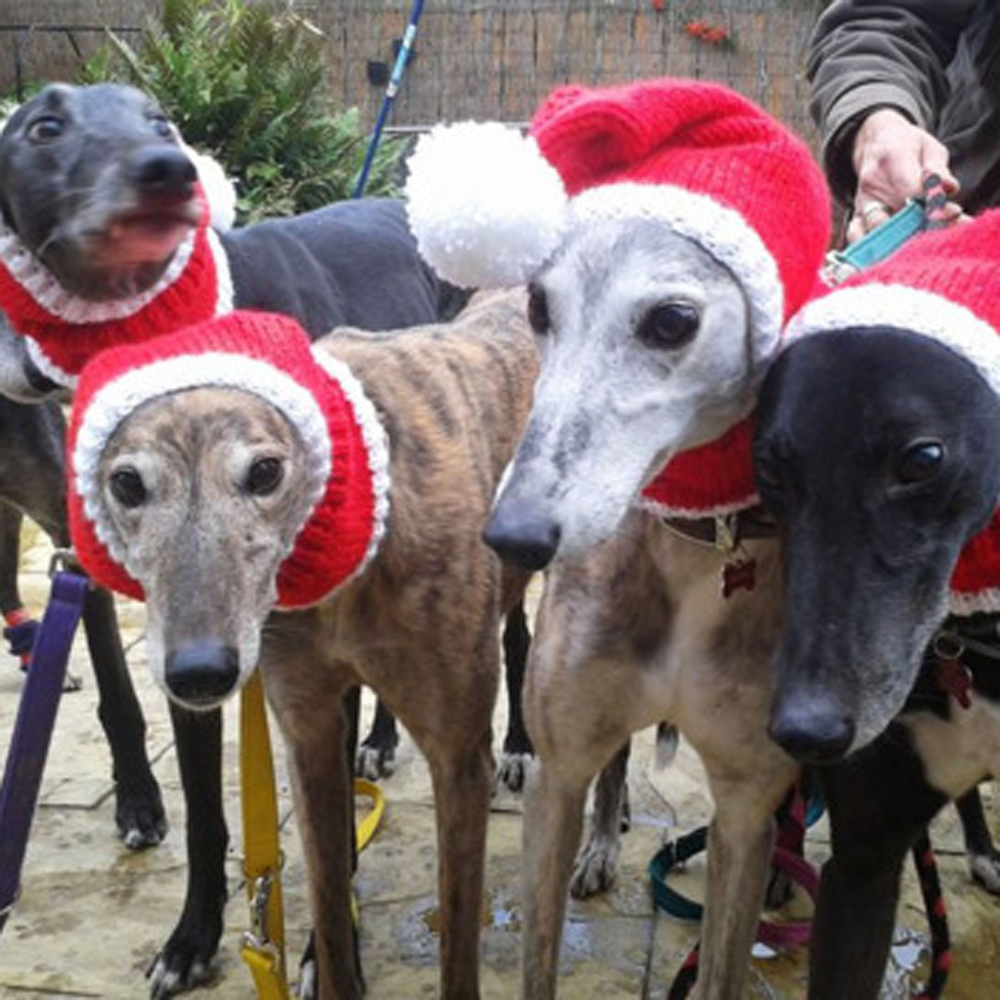 Greyhounds in knits